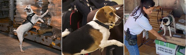 Detector dogs at work