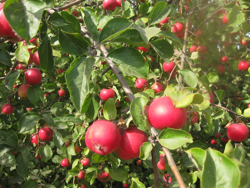 Красные яблоки на яблоне