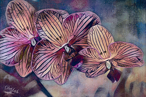 Image of Orchids Singing 