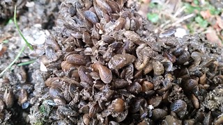 Picture of a cluster of false dark mussels