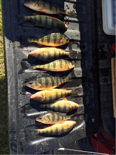 Photo of a catch of yellow perch