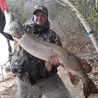  Photo of 40-inch northern pike which was caught and released