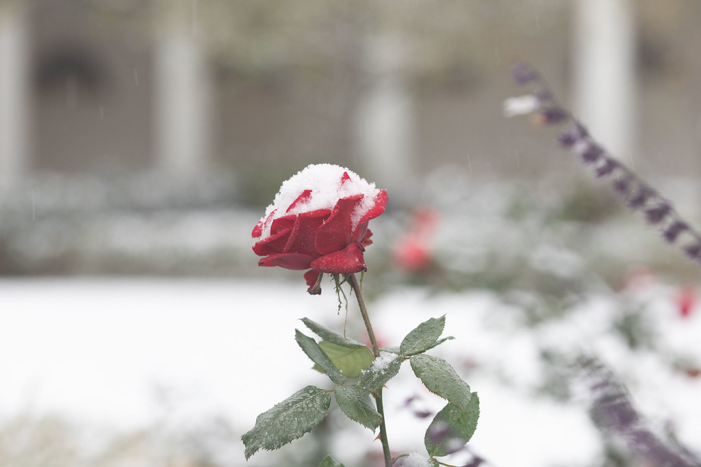 Image result for the white house rose garden