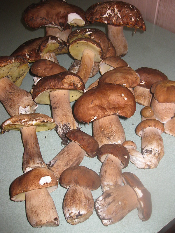Белые грибы на столе
