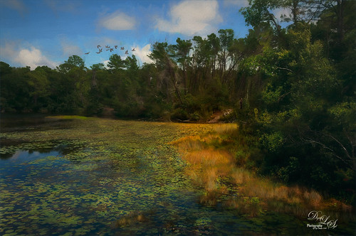 Image of Graham Swamp in Flagler County, Florida