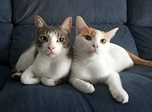 Gary, gatito blanco y naranja cruce Van Turco esterilizado muy activo nacido en Julio´16, en adopción. Valencia. ADOPTADO. 46272990022_7a64c6eabd