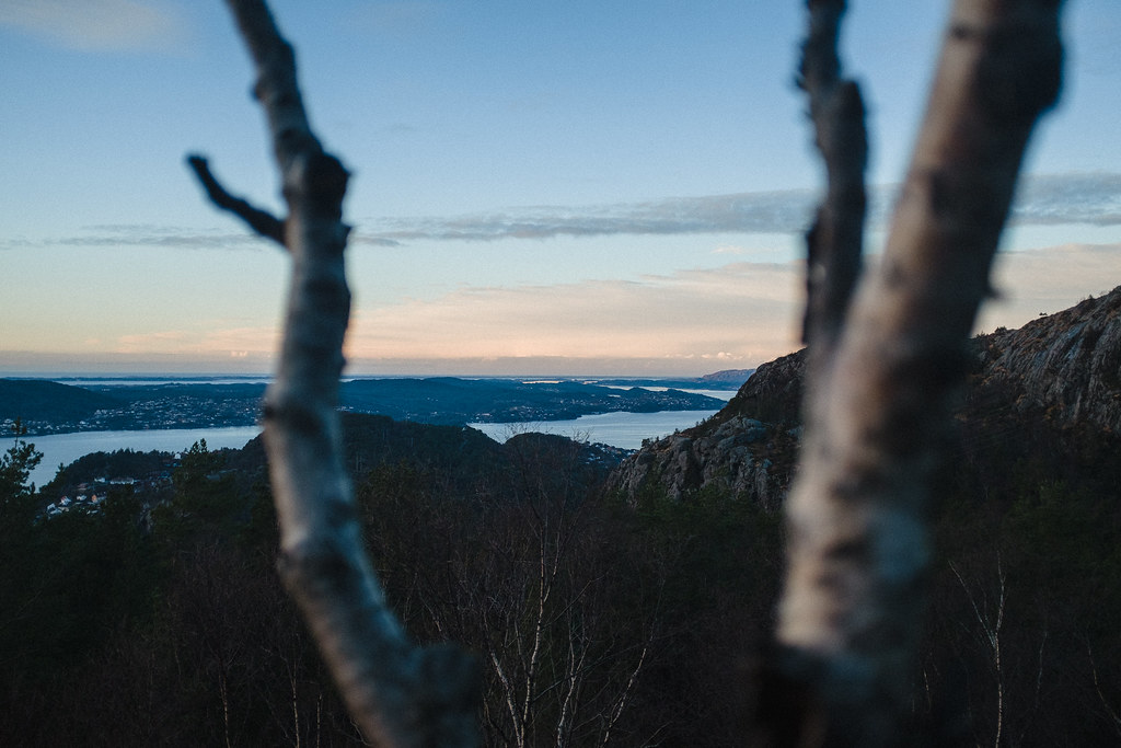 Elevated view over landscape and fjord. Birch trees in the foreground. Dusk.