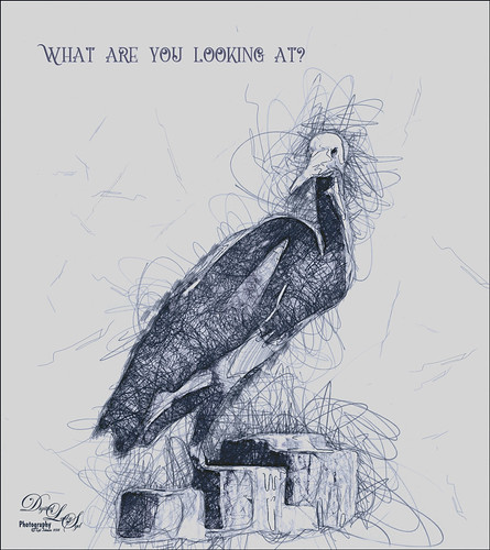 Image of a Tri-colored Heron using the Scribble Artist PS Action
