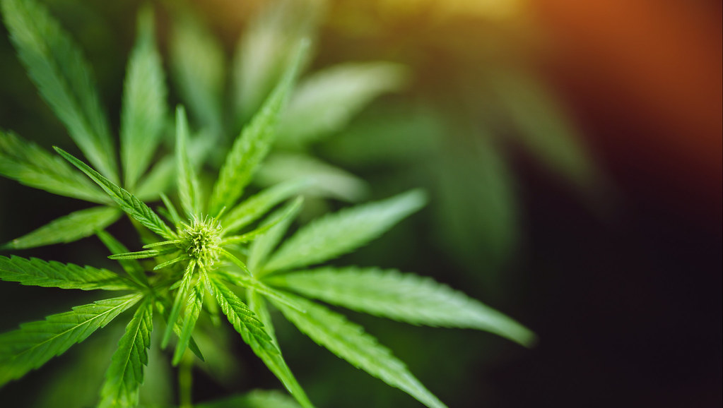 Stock image of cannabis plant.