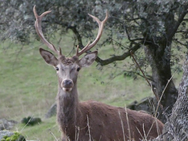 Ciervo en la Sierra de Andújar (Jaén)