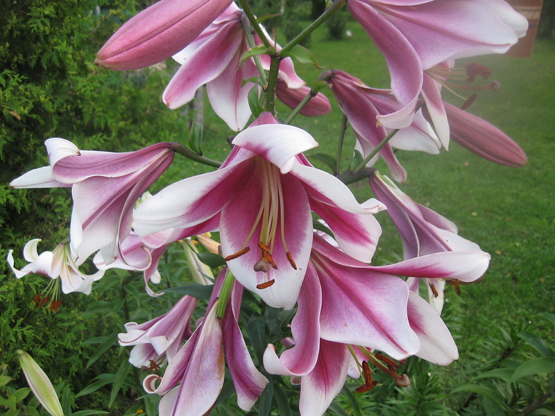 Цветок Лилия Фризо