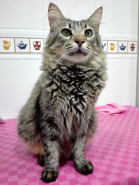 Romeo, gato pardo muy guapo y bueno pelo semilargo esterilizado, nacido en Marzo´15, en adopción. Valencia. ADOPTADO.  46120996261_133938c863_z