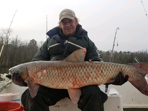 Man holding large grass carp. An invasive species in Maryland.