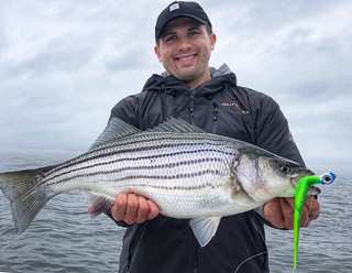 Photo of A healthy striped bass caught recently in the lower bay