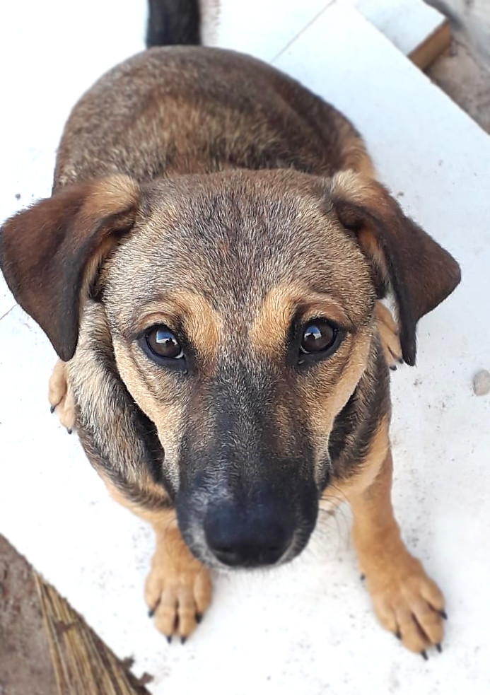 Cachorra que participou de um dos procedimentos e foi adotada por novos tutores. Foto: Divulgação.