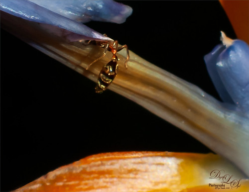 Image of an ant in a Bird of Paradise bloom