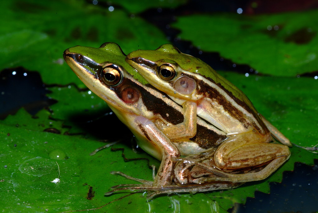 台北赤蛙