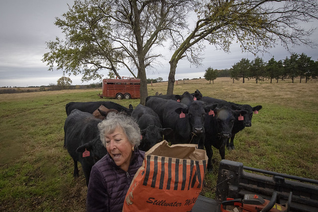 Farmer with cows