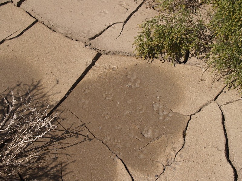Bighorn Sheep and Cougar tracks, both large and small, in the cracked, dry mud in Coyote Creek