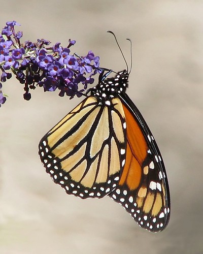 12 Days of Christmas Butterflies - #1 Monarch