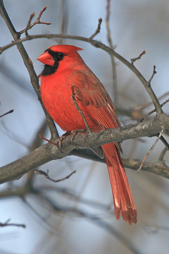 ♂ Cardinal | Common birds around my home. ♂ Cardinal - (Card… | Flickr