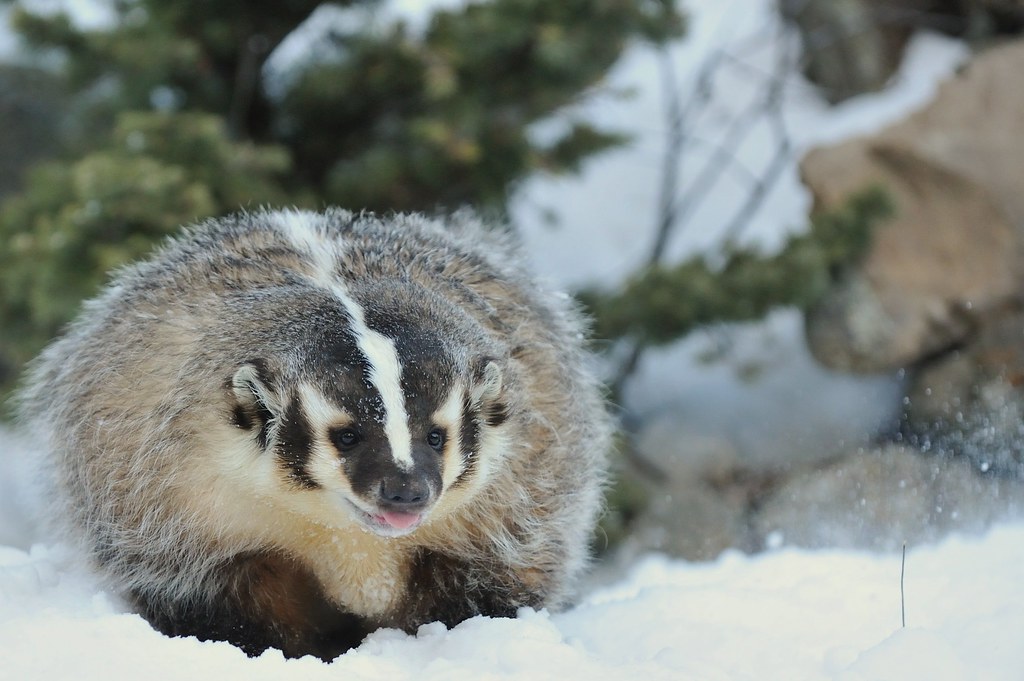 Image result for badger in snow