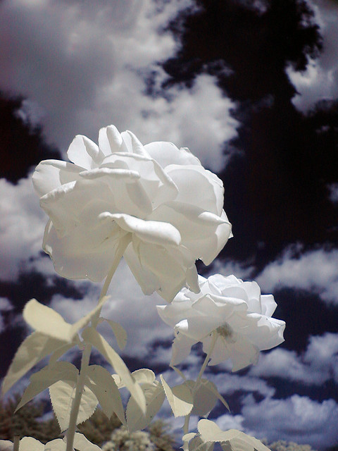 2 white roses