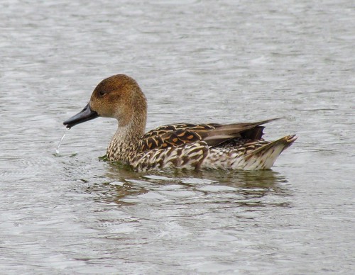 Northern Pintail (Hen) | Patterson Park, Baltimore MD, 4 2 ...