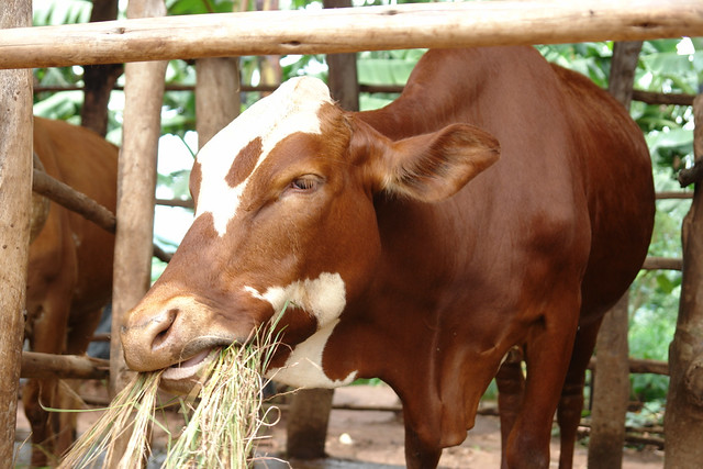 Crossbred dairy cow in Rwanda