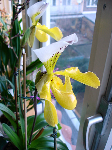 Paphiopedilum NoID orchid