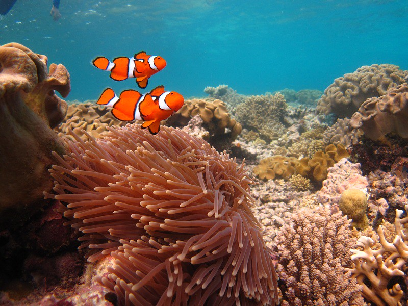 Resultado de imagen de australia coral reef