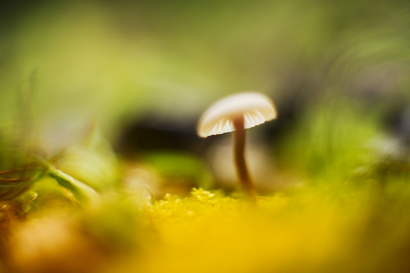mushroom in a dream