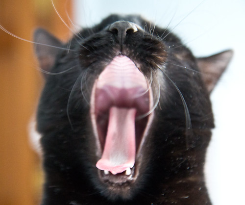 Kasey yawning