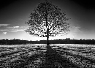 THE TREE - [Explored]