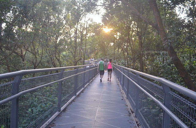 forest walk southern ridges singapore