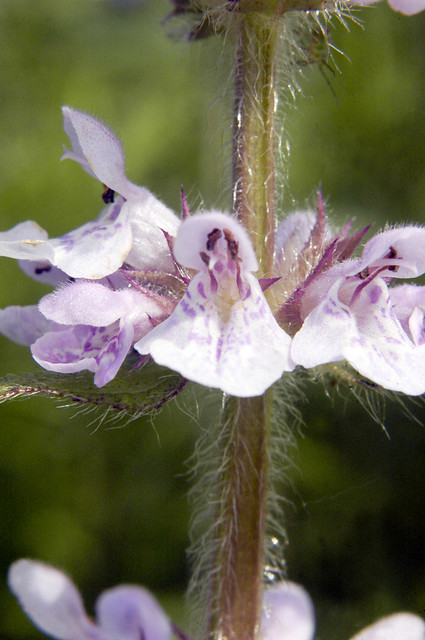 Stachys palustris homotricha WOUNDWORT