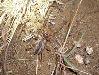 Sun Spider | Wind Scorpion / Camel Spider en.wikipedia.org/w… | Flickr