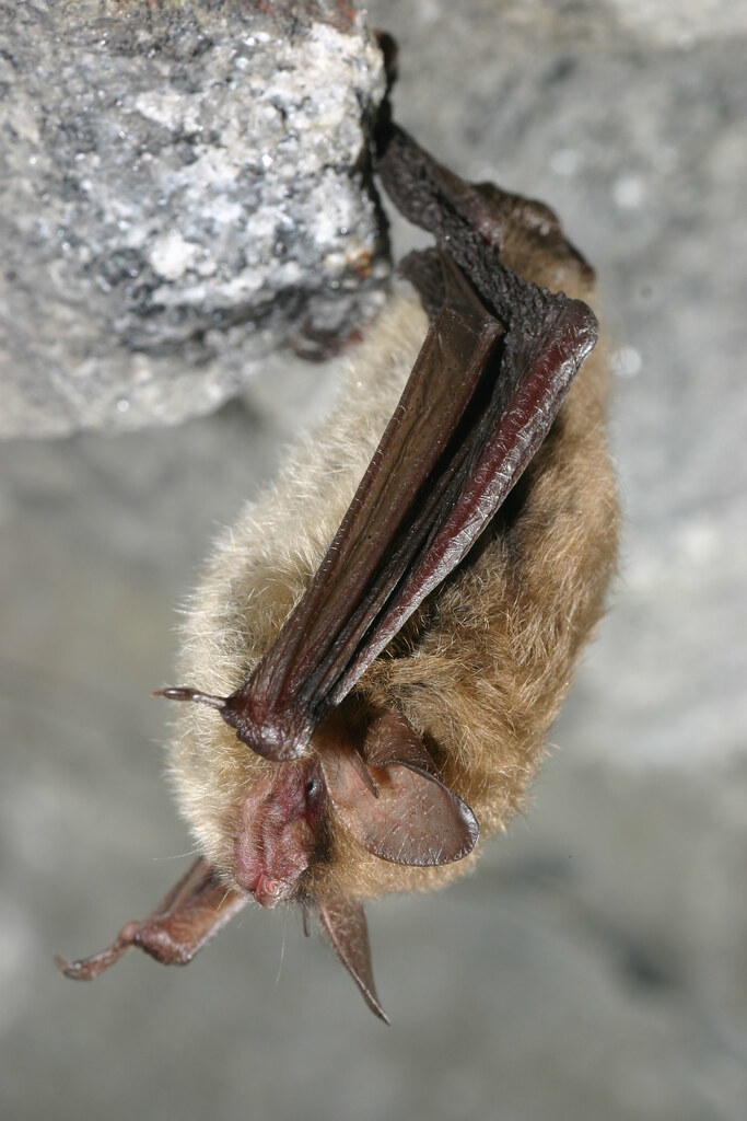 northern bat