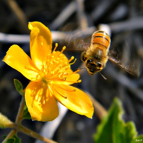 Honey Bee Happy Dance