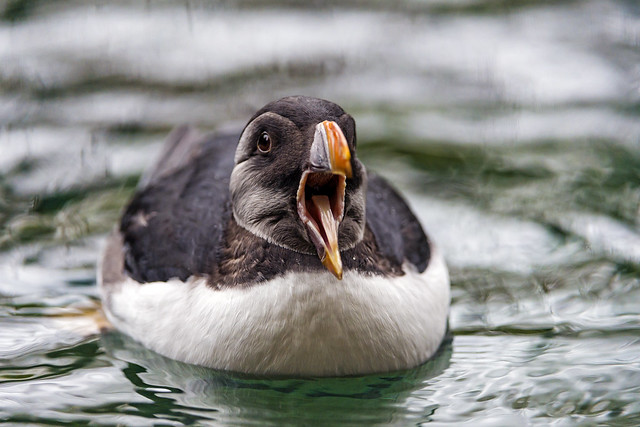 Puffin with open beak