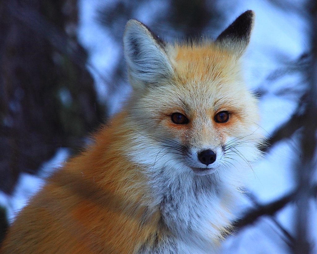IMG_4758 Red Fox, Yellowstone National Park