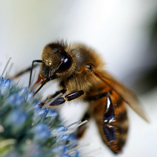 Honey Bee | Honey Bee | Matt Bilton | Flickr