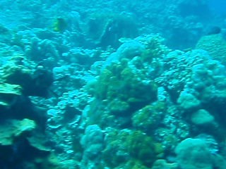 P4210662. Buceo en Walea, islas Togean, Sulawesi, Indonesia
