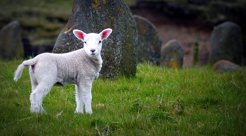 Spring pledges for wellbeing - Lamb