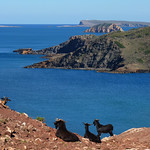 A Goat's View of rocky coastline of Menorca