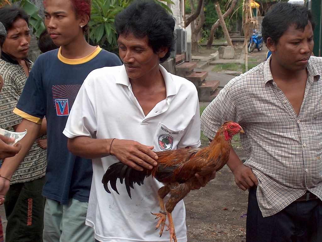 notes on the balinese cockfight