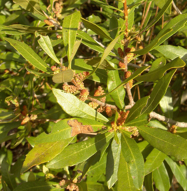 Image result for wax myrtle hedge