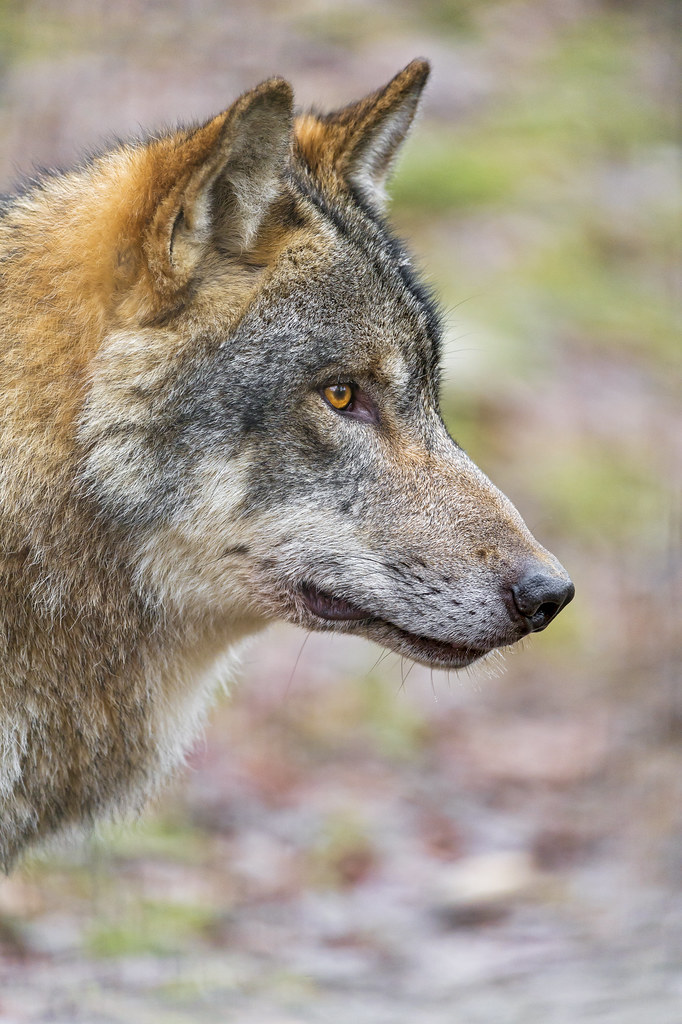 Wolf profile portrait