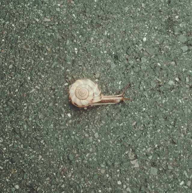 Snail on the asphalt