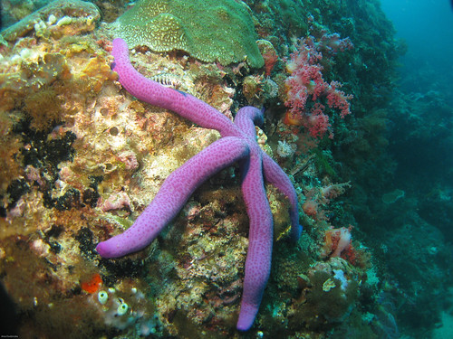 Snake Sea Star- Malapascua - Philippines